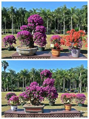 深圳花卉之瑰寶 簕杜鵑的別樣風(fēng)姿