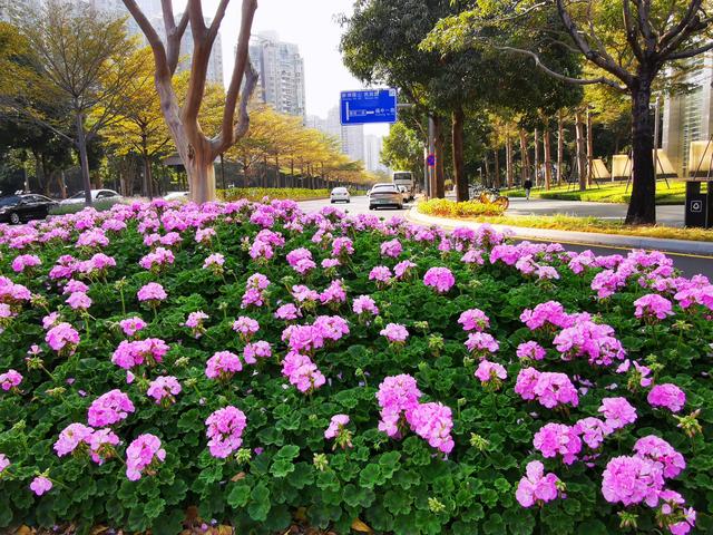 深圳 千園之城，花卉綠意點(diǎn)綴都市繁華