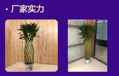 深圳辦公室花卉租賃優(yōu)選 富貴竹籠，點(diǎn)亮綠色辦公空間