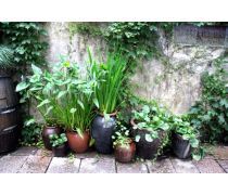 深圳花卉租擺優(yōu)質(zhì)商家推薦及報(bào)價(jià)指南