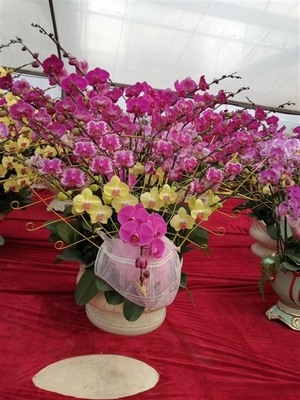 深圳蝴蝶蘭批發(fā)與南山花卉盆栽價(jià)格指南