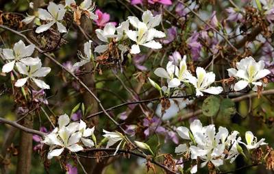驚蟄 | 深圳，聞所未聞的六個“花花事”