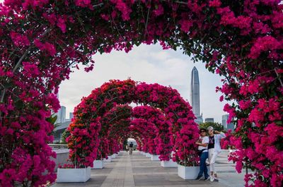深圳簕杜鵑花展盛裝啟幕 20萬株花卉織就冬日花海