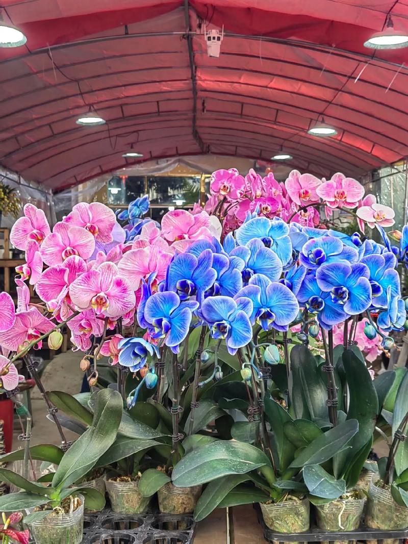 花開富貴好運來 八卦嶺春節花卉市場，奏響新春序曲