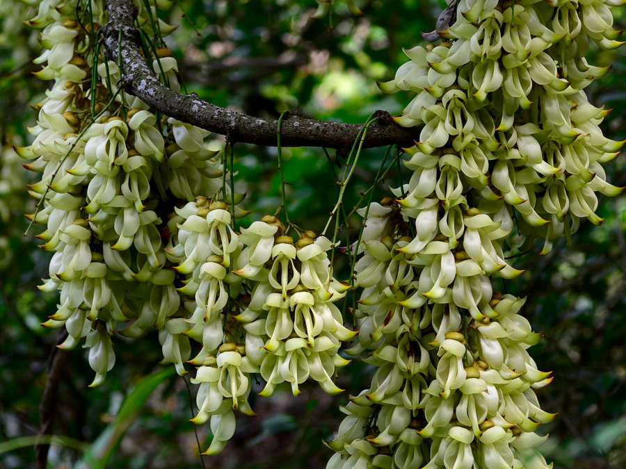 禾雀花下，深圳的生態之眼
