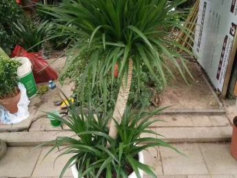 綠意盎然的鵬城 深圳園林綠化、鮮花綠植與花卉產業巡禮