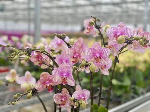 沙漠蝴蝶蘭 申城年宵花市新寵，手機下單直送到家