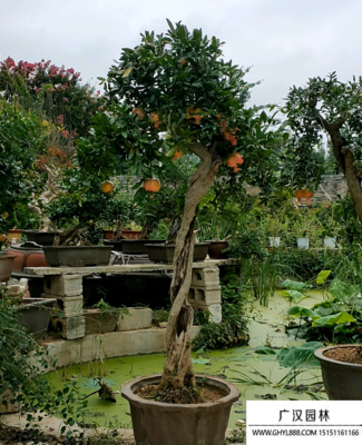 深圳石榴盆景批發市場指南 探尋花木薈萃之地