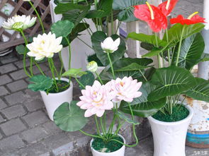 駕著女神，帶你發現深圳之美 徜徉荷蘭花卉小鎮，尋訪都市里的秘密花園