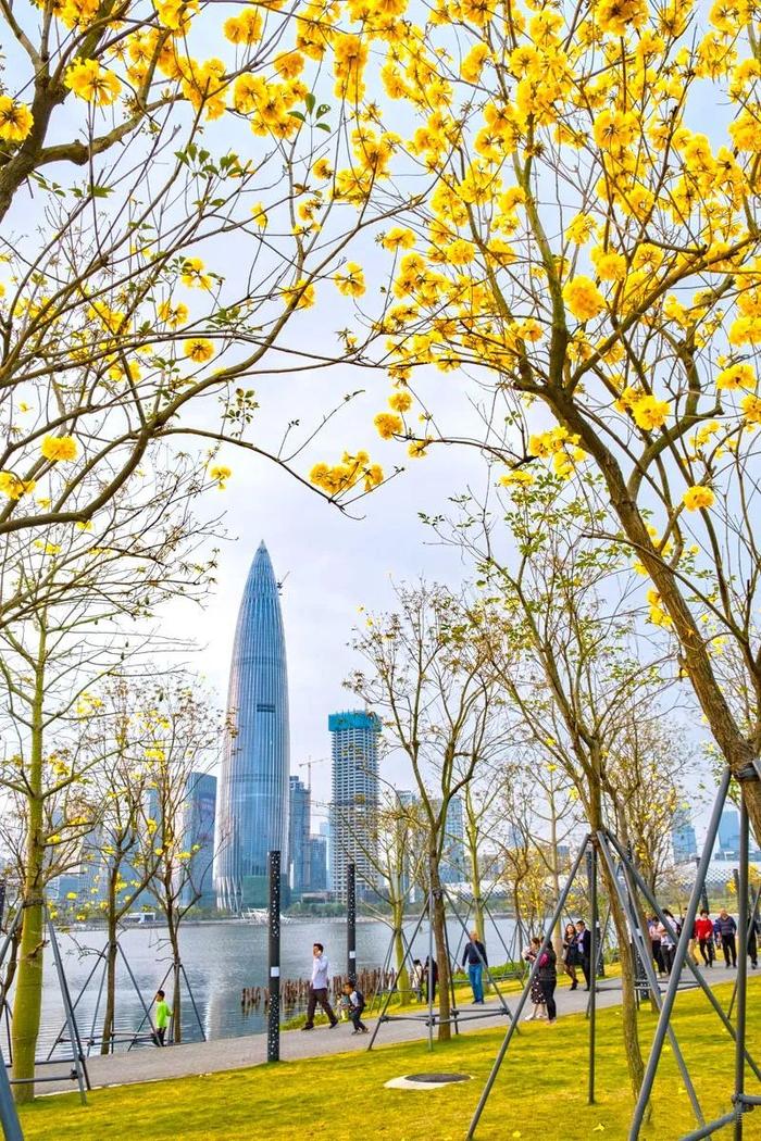 百花爭艷，醉美鵬城春色——深圳春日花卉云賞指南