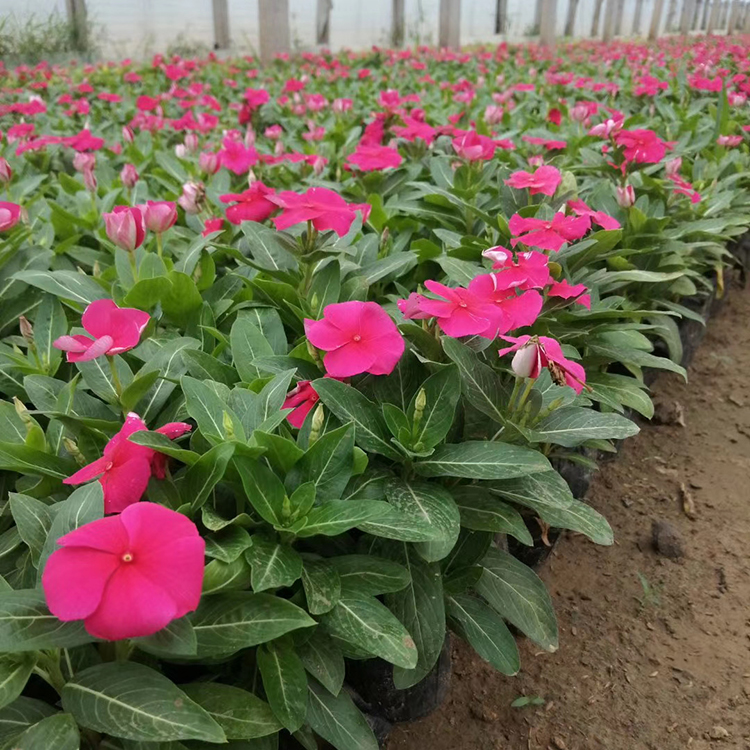 深圳花期長的盆栽花卉 長春花種植基地歡迎訂購